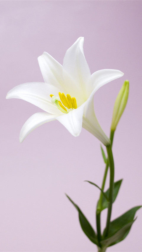 百合花 screenshot