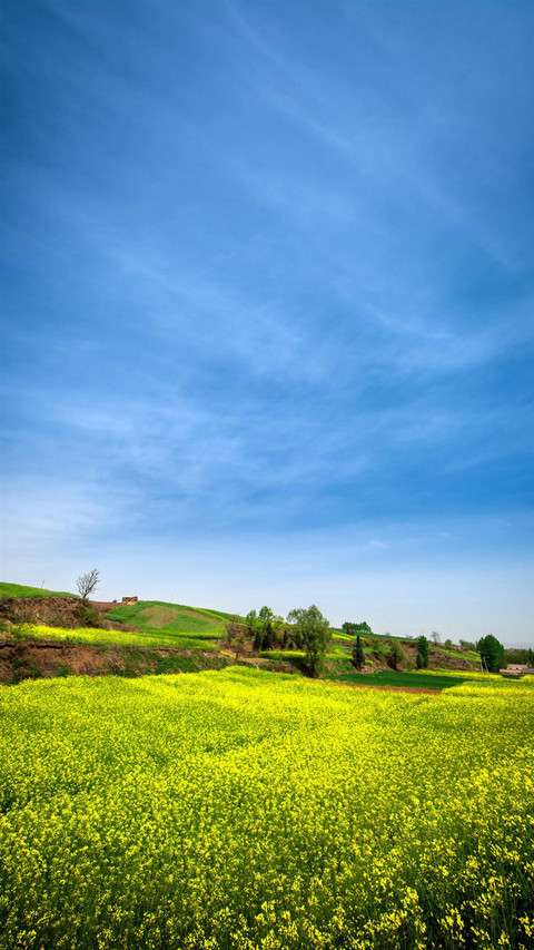 美丽田野植物风景纸 screenshot