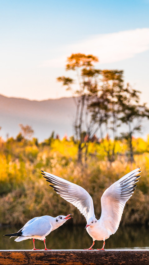Wetland evening screenshot