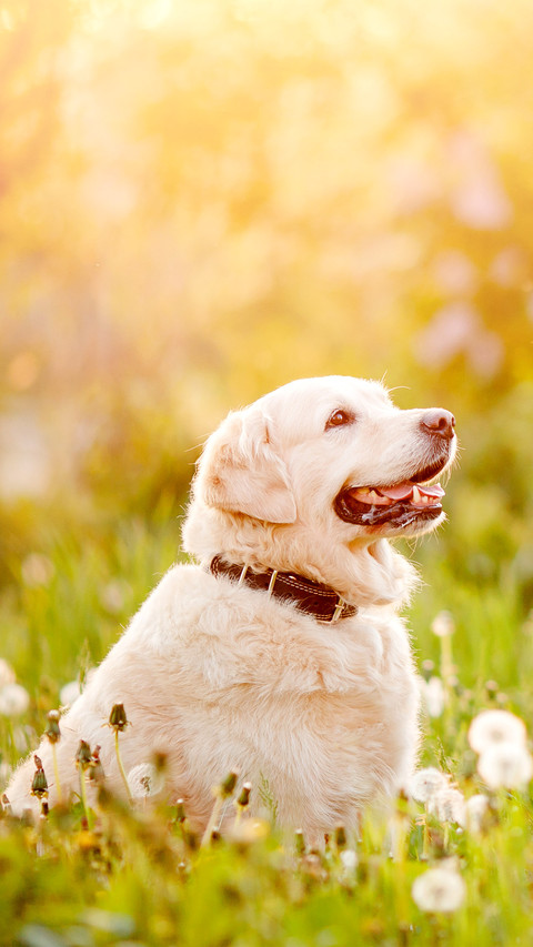 Dog screenshot