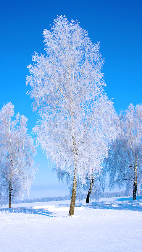 冰雪雾凇-拍信图库 screenshot