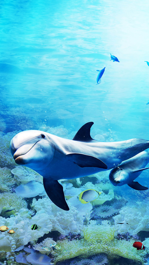 Underwater world. Dolphin. Corals screenshot