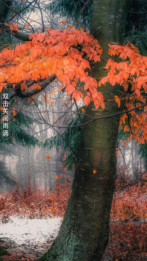 发财树 screenshot