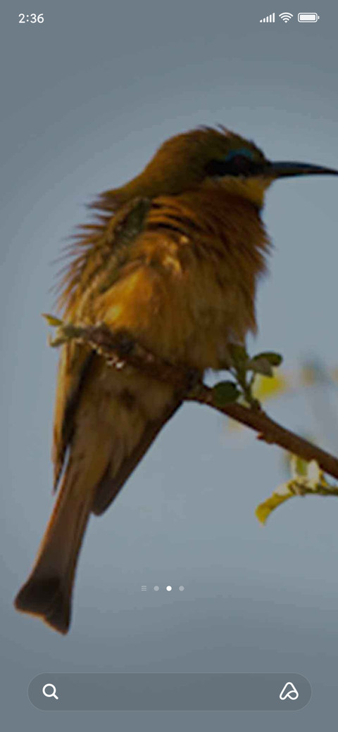 bee-eater screenshot