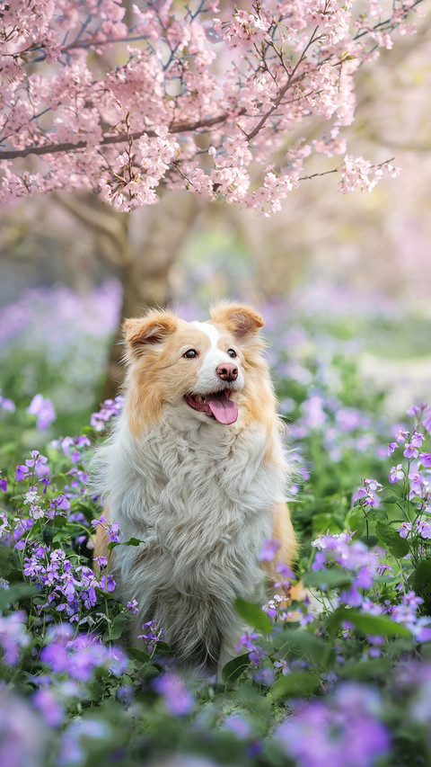 Cherry blossom dog screenshot