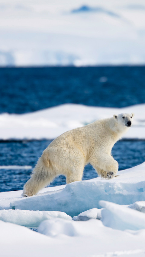 北极圈里的北极熊 screenshot