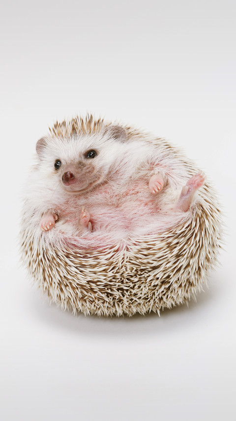How to make hedgehogs put down their guard and get screenshot