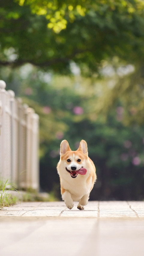 Dogs may also lack vitamins screenshot
