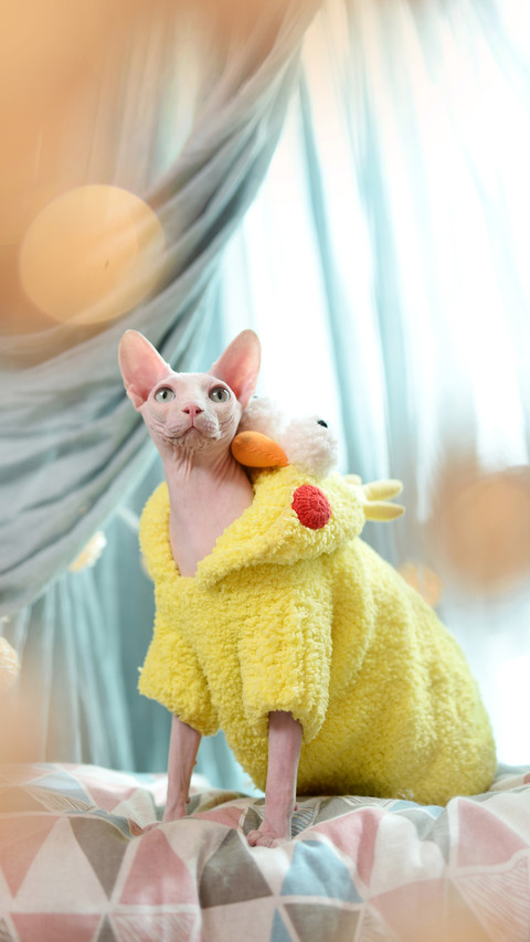 Little alien cat hairless cat comes too 1 screenshot