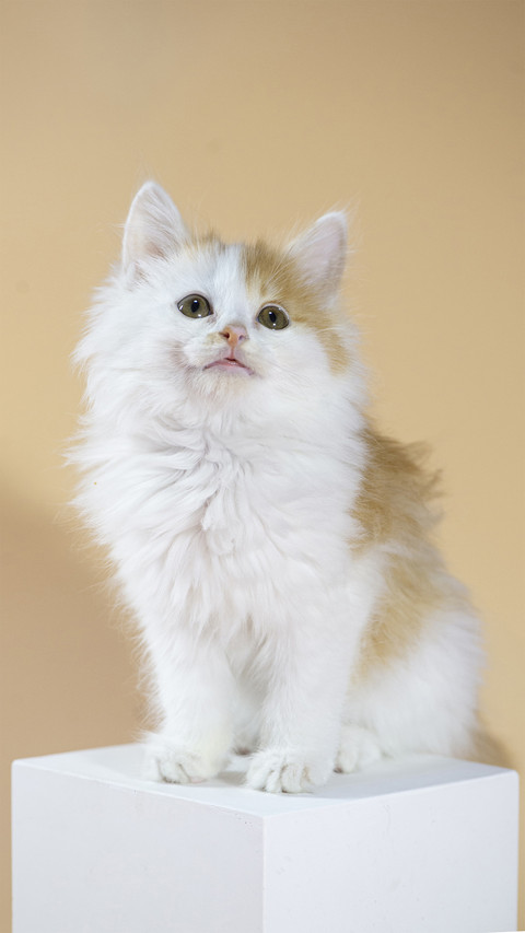 A Cute Cat Indoors screenshot
