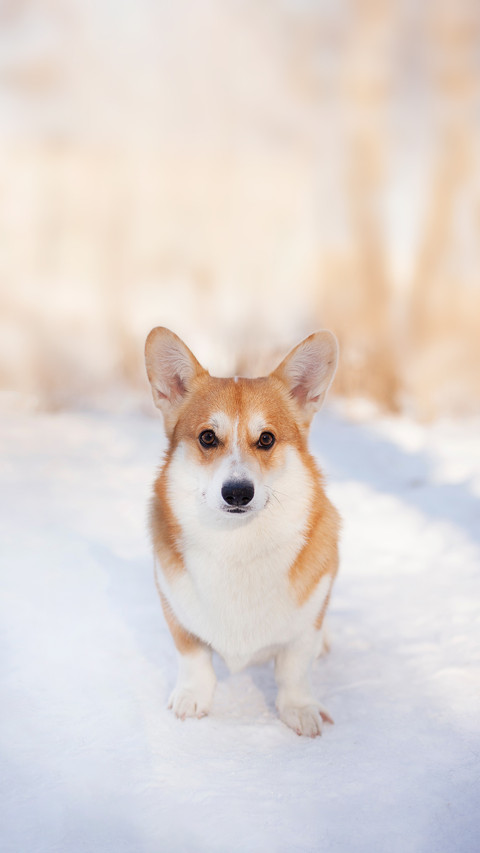 A Welsh corgi pembroke Playing in winter walk screenshot