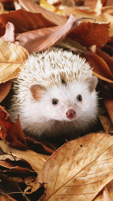 Hedgehog babies are born with thorns 16 screenshot