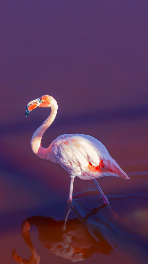Flamingo with reflection in lagoon in Galapagos Islands screenshot