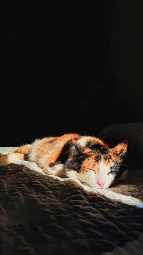 Tricolor cat sleeping in sunlight screenshot