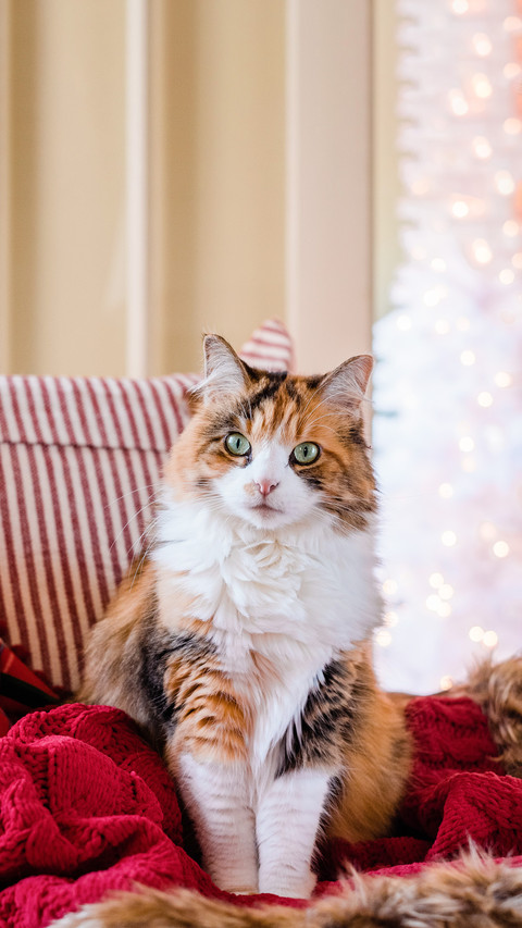How ancient people masturbated cats screenshot