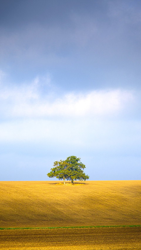 A single tree stands on top of a sloping hillside screenshot