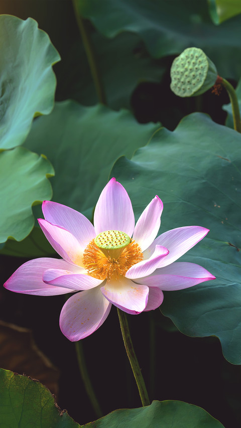 Blooming Flowers screenshot