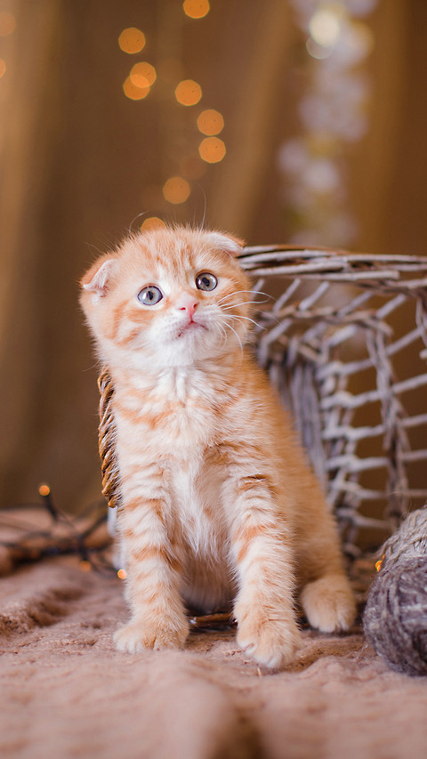 Lovely pet-PAIXIN screenshot
