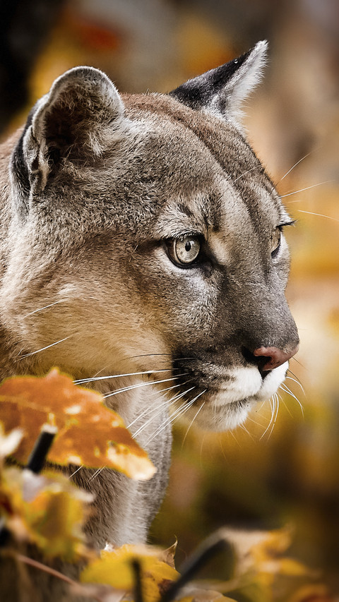 Beautiful Puma in Autumn Forest screenshot
