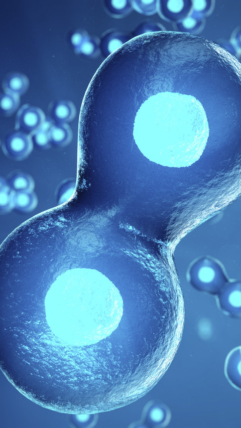 Cell Division screenshot