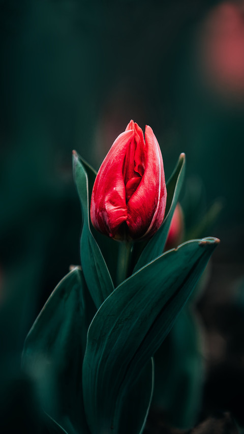 Tulips bloom with tenderness in spring screenshot