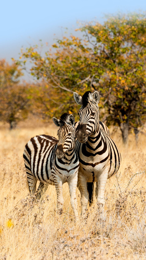 Black and white striped zebra 40 screenshot