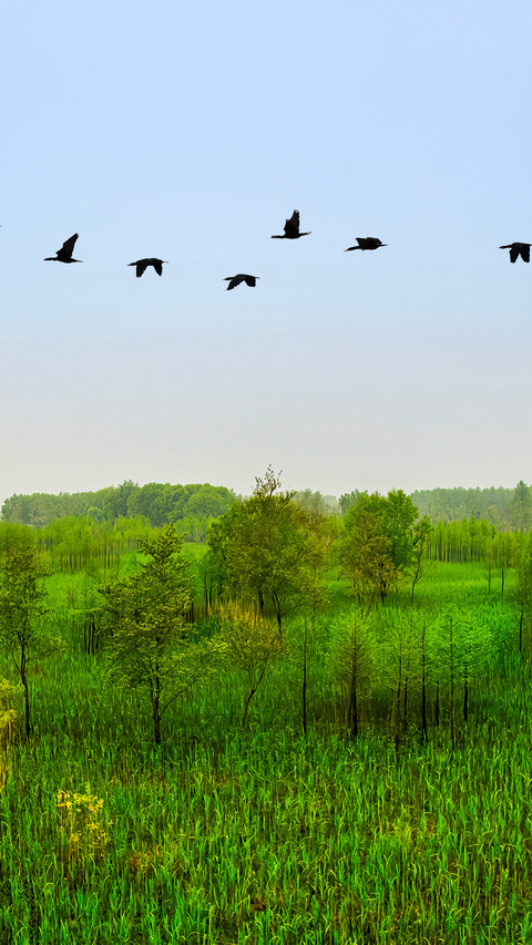 The grass is green and flocks of birds are flying screenshot