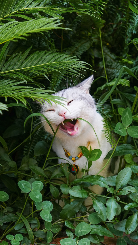 A cat in the forest wearing a bell screenshot