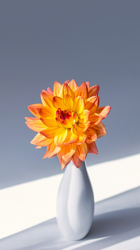 Orange flower in a white vase. Minimalistic composition screenshot
