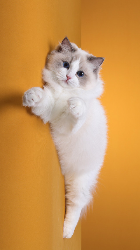 温顺的布偶猫 screenshot