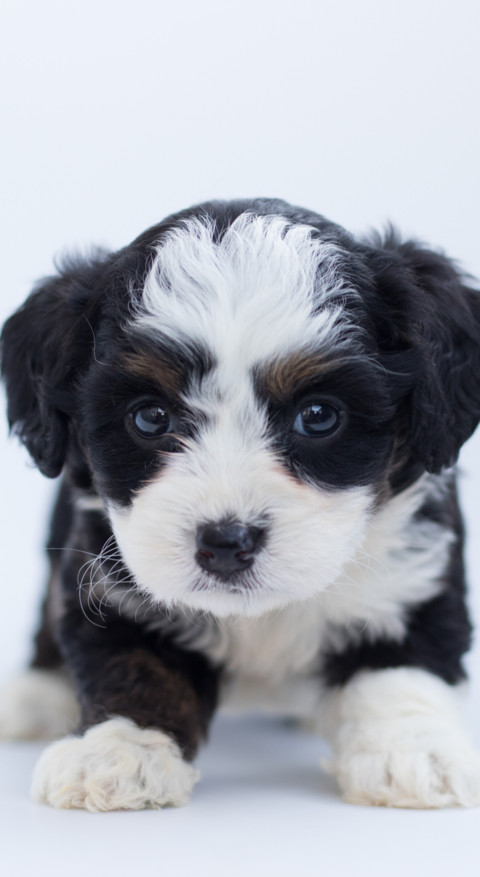 Cute Animals (10) screenshot