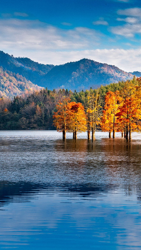Autumn paints the forest in layers and intoxicates the screenshot