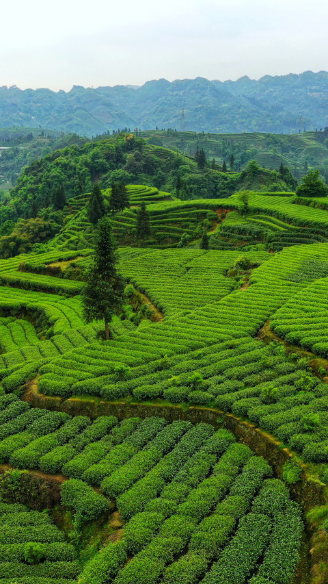 Tea ridges encircle the green mountains screenshot