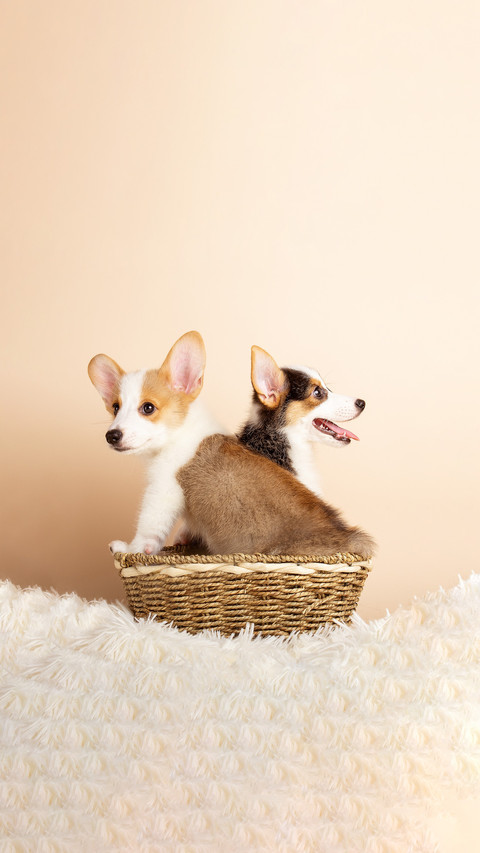 Beating a dog can actually change its personality screenshot