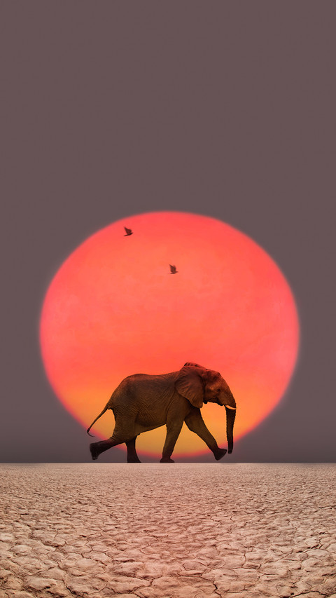 Why do elephants migrate abnormally 26 screenshot