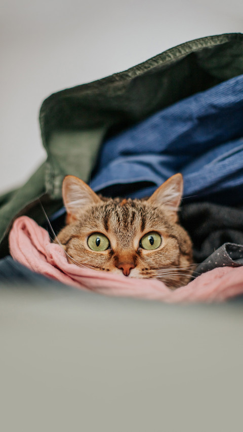 A brown cat lies in a pile of clean colorful laundry screenshot