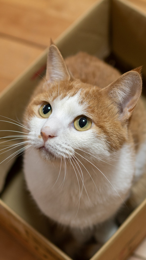 The cat in the cardboard box screenshot