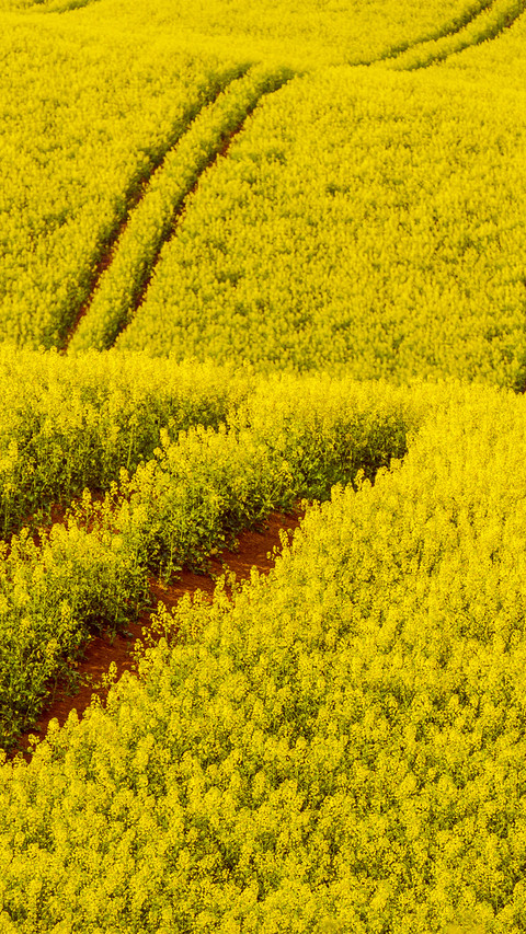 Wide fields screenshot