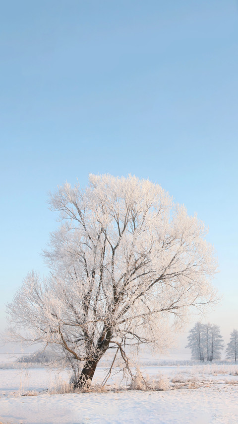 Winter beauty screenshot