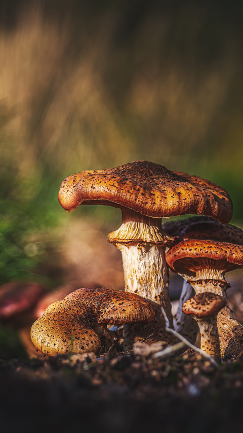 Field mushrooms screenshot
