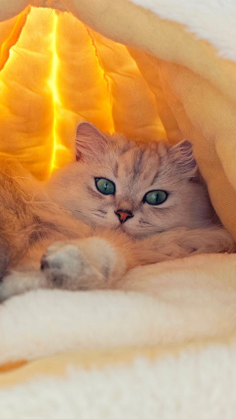 Relax and rest in the cat bed screenshot