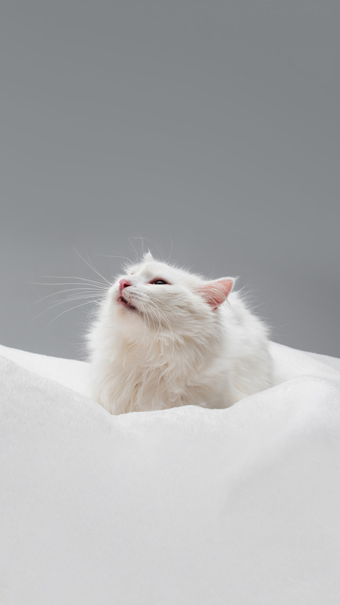 Furry white cat on soft blanket isolated on grey screenshot