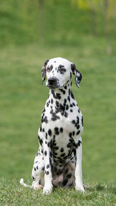 Dog126 screenshot