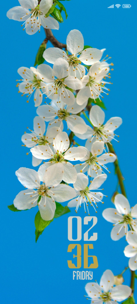 Cherry Blossoms screenshot