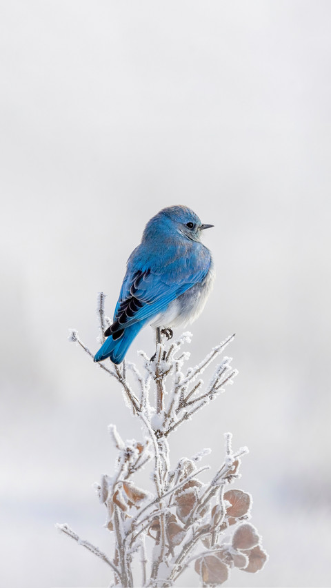 A Small, Frosted Poplar Makes a Perfect Perch to Show screenshot