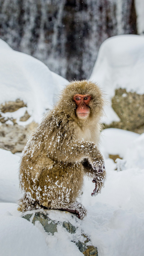 A Monkey is Sitting on The Snow screenshot