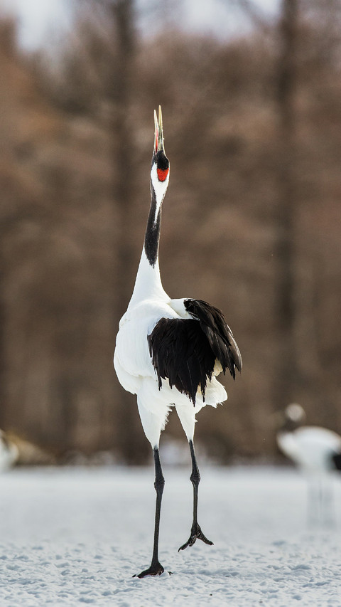 Red-crowned Cranes Dancing in The Snow screenshot