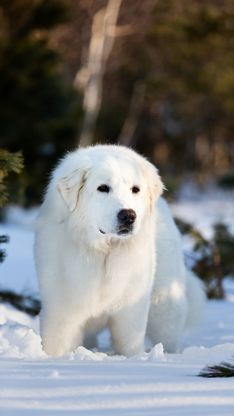 A Cute Dog Standing on The Snow screenshot