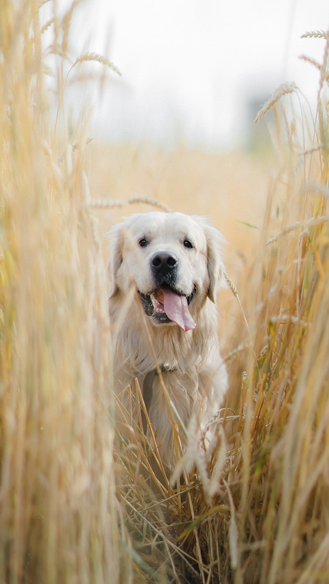 Golden retriever sits on yellow grass in summer rays screenshot