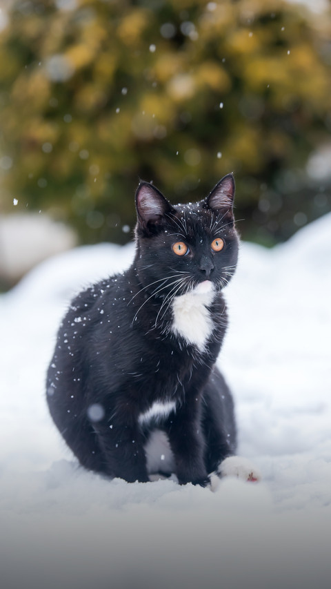 A Black Cat Sitting on The Snow screenshot